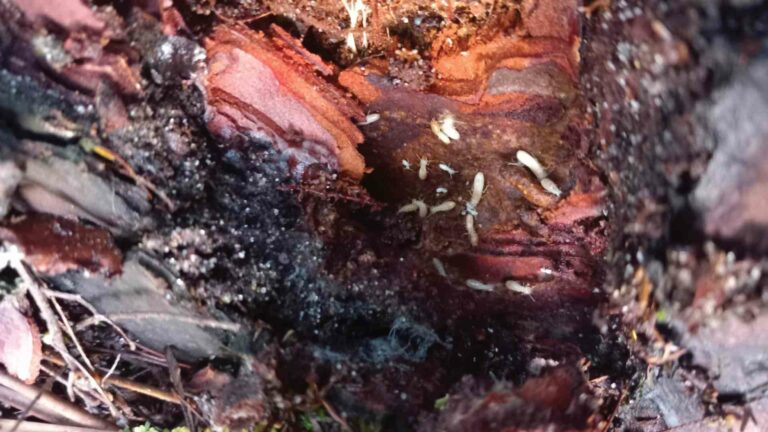 Photo d'une structure de maison attaqués par des termites