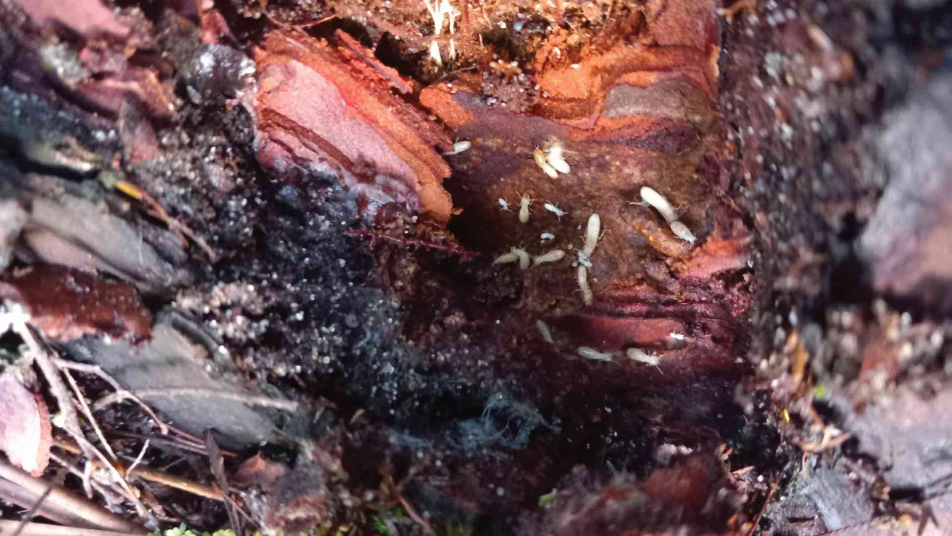 Photo d'une structure de maison attaqués par des termites