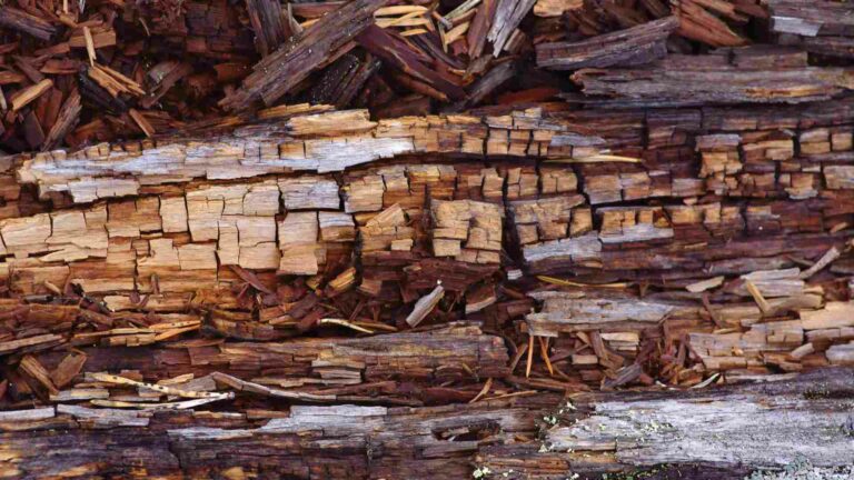 Photo d'une structure de maison endommagé par la mérule