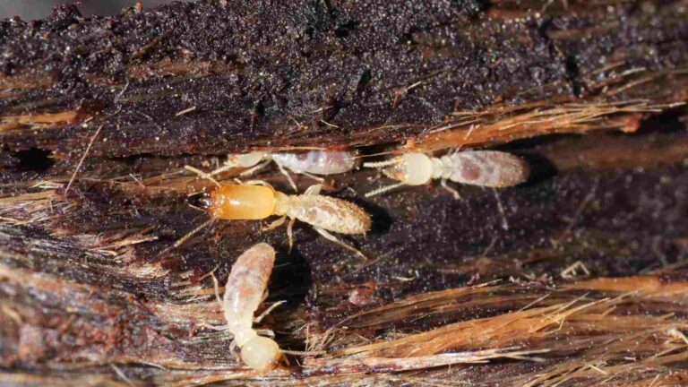 Photo de termites dans du bois