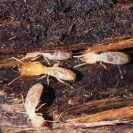 Photo de termites dans du bois
