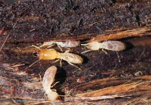 Photo de termites dans du bois